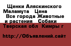 Щенки Аляскинского Маламута › Цена ­ 10 000 - Все города Животные и растения » Собаки   . Тверская обл.,Кимры г.